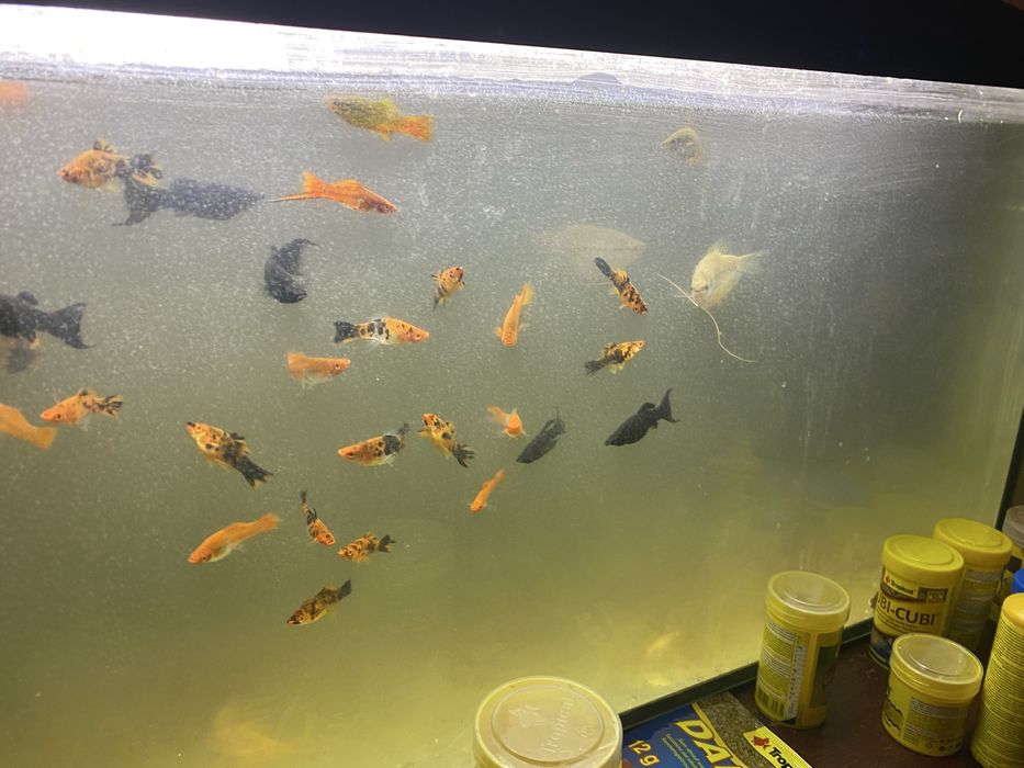 Sprzedam rybki akwariowe, akwarium całość
