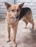 GARUS duży pies w typie owczarka niemieckiego do adopcji