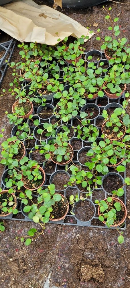 Peperomia ‘Pepperspot’ w doniczce 6 cm – urocza i kompaktowa