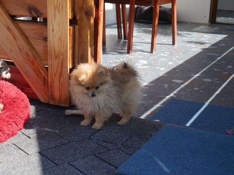 Szpic miniaturowy-Pomeranian -Piesek