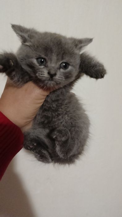 Девочка британская