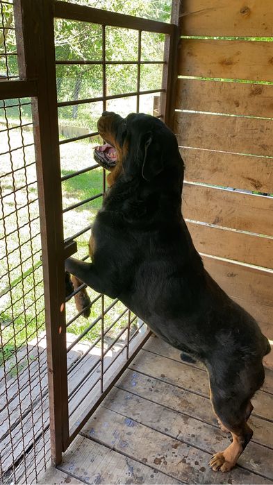 Шукає наречену Ротвейлер