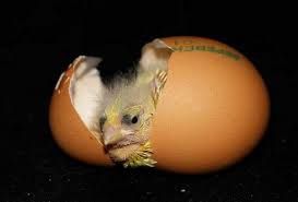 Яйця для інкубації