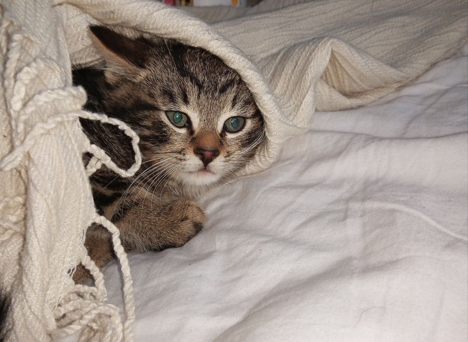 Oddam kotki w dobre rece