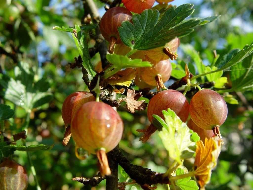Продам саженцы кизила, крыжовника, малины