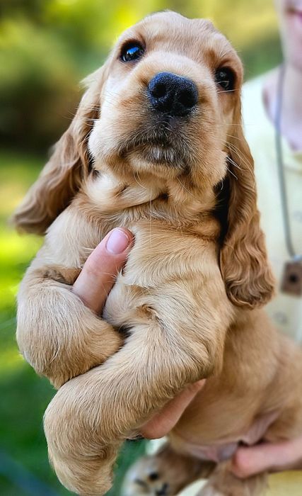 Cocker Spaniel Angielski- cudowny piesek złoty - Biszkoptowy  Rodowód