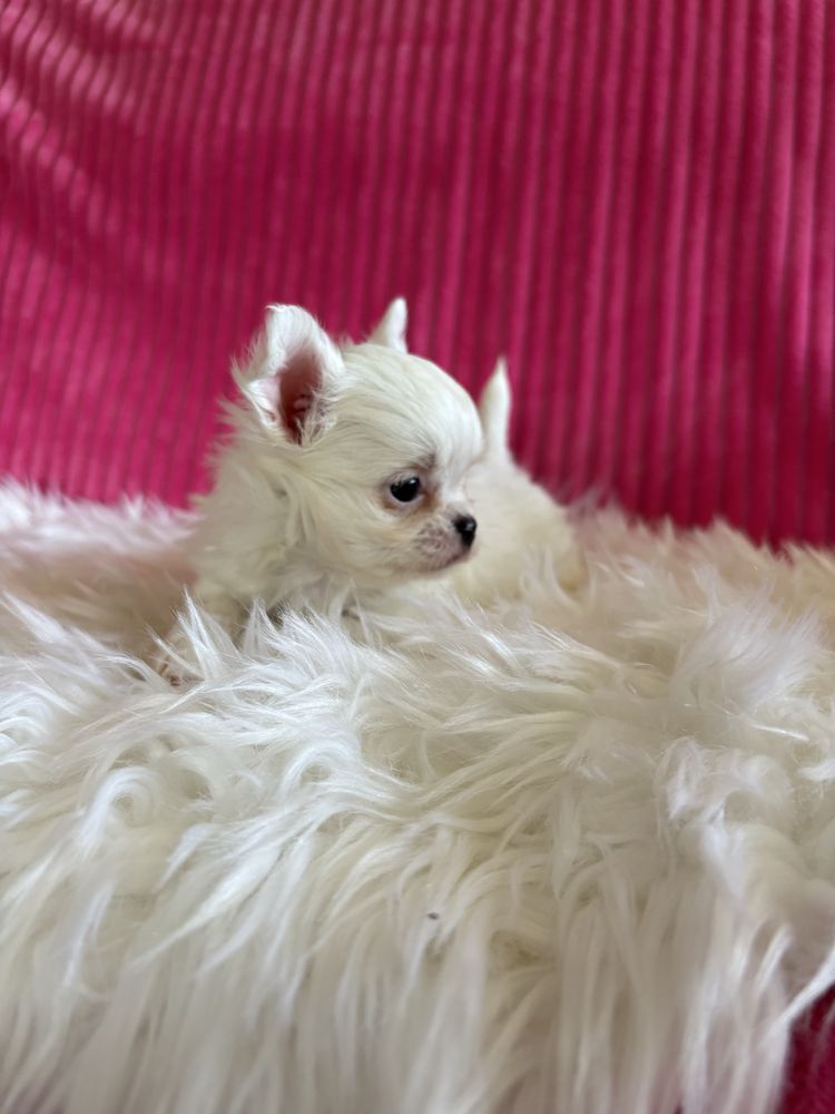 Chihuahua śnieżnobiała  mini sunia Jessy
