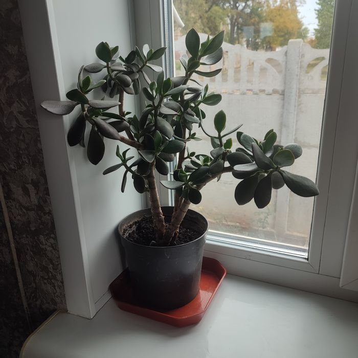 Комнатные цветы в продаже