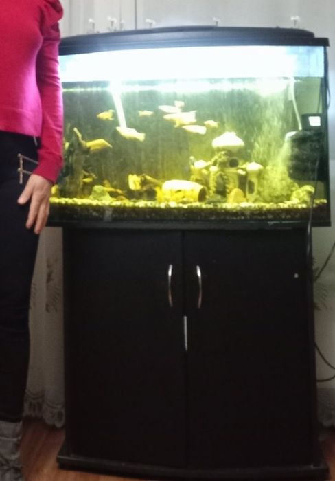 Акваріум з сомами та креветкамии