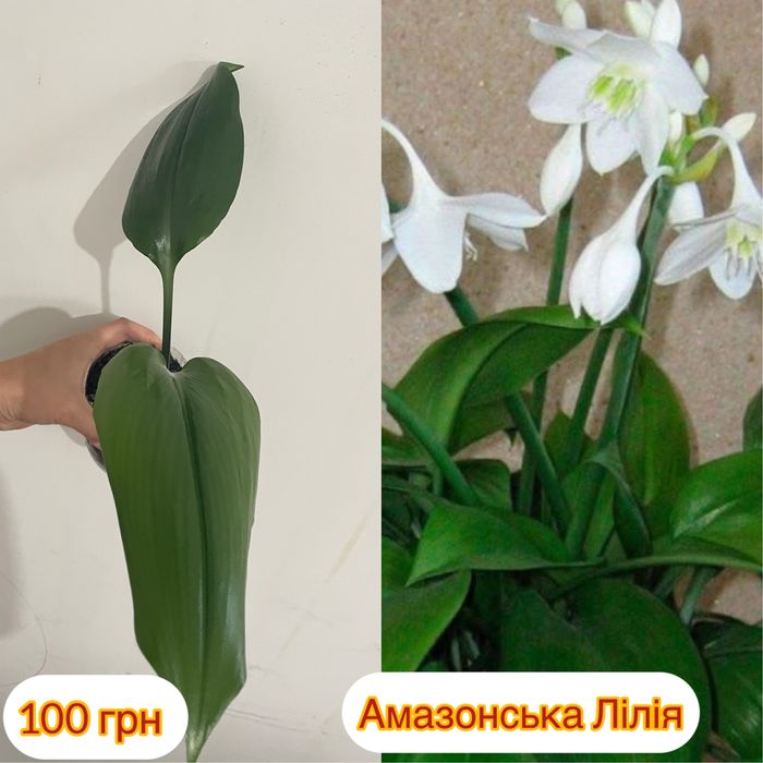 Еухаріс, амазонська лілія