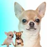 Chihuahua sunia krótko włosa  chłopczyk