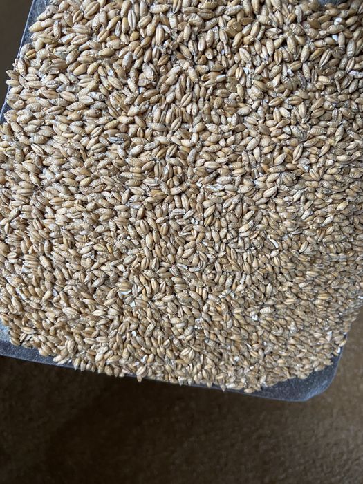 Pszenżyto ozime Czyszczone