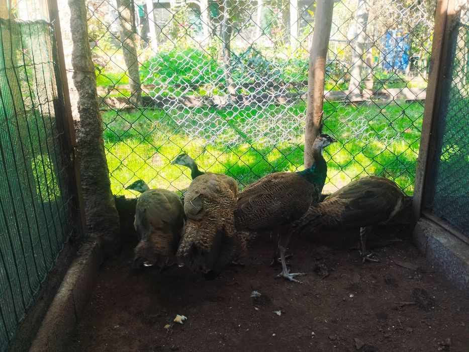 Vendo casais de pavões azul
