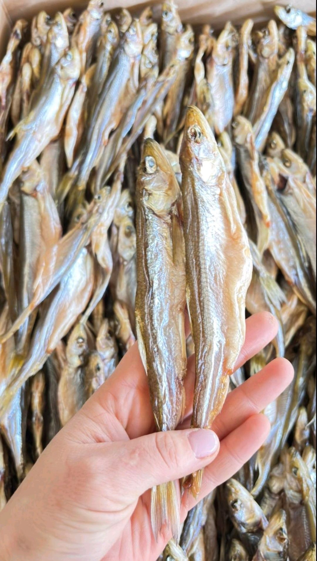 Корюшка икряна різних розмірів