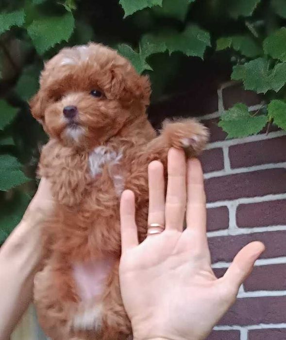 Найсолодша дизайн красунечка Помапу- товстушечка маленького розміра