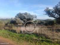 Terreno/Olival