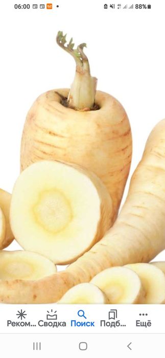 Сушений корінь пастернаку