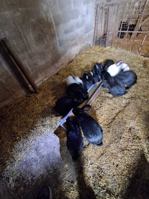 Продам кроликів Полтавське срібло