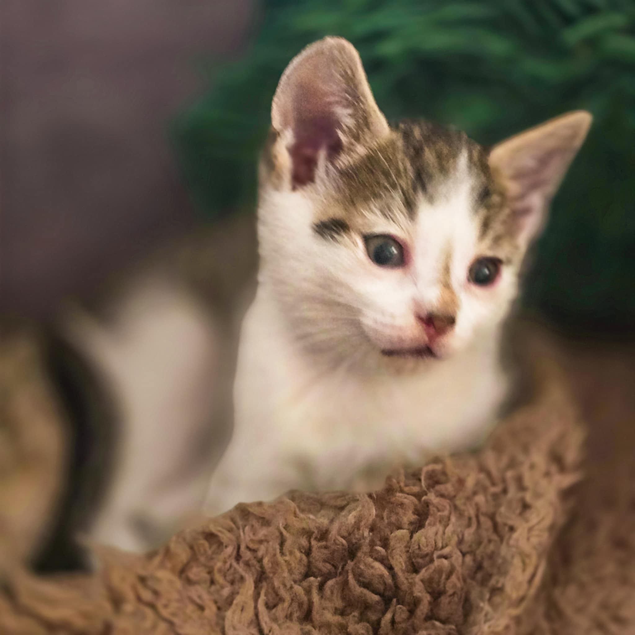 Oddam śliczne kotki do adopcji!