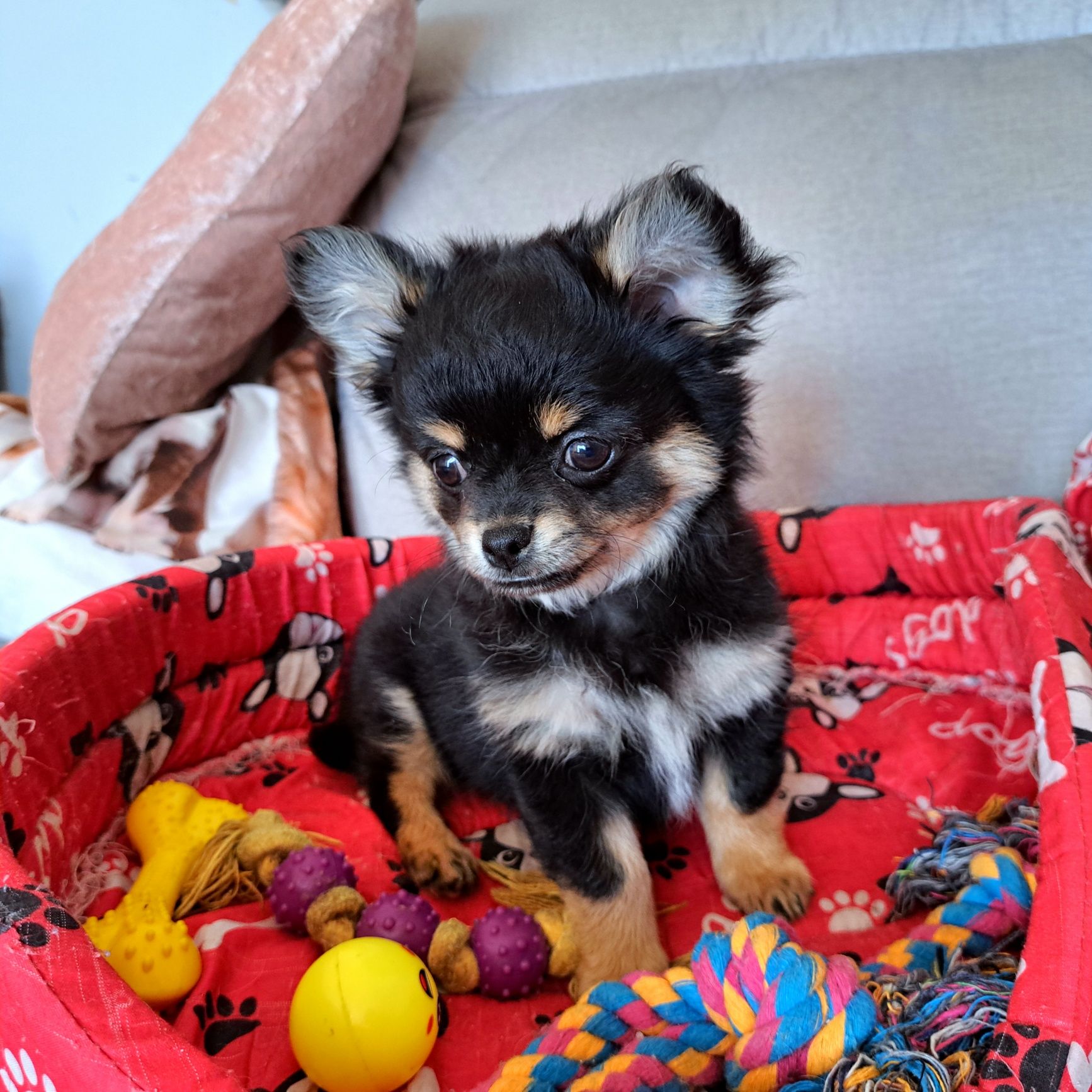 Piękny długowłosy chłopiec Chihuahua DO ODBIORU