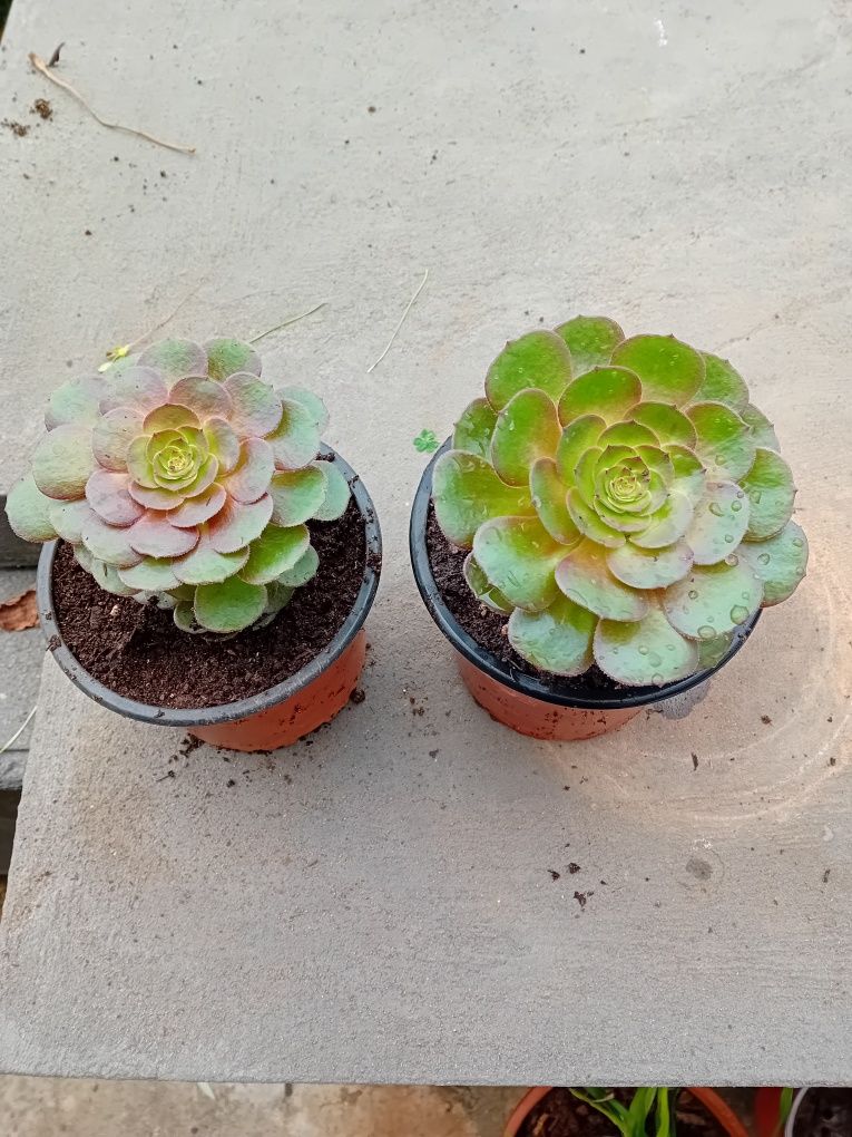 Flores suculentas aeonium lindas