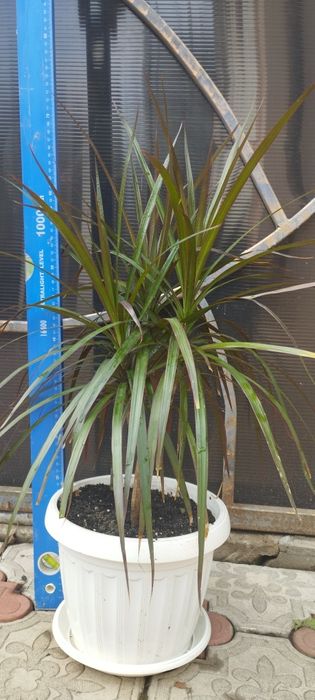 Драцена окаймленная (маргината)