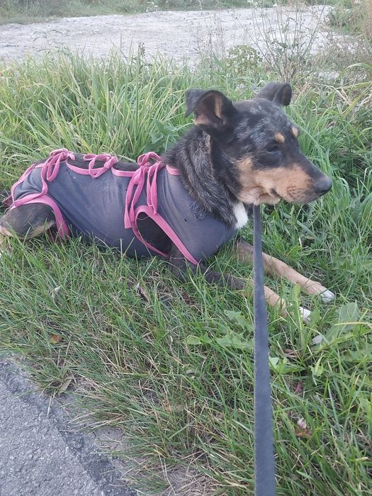 Oddam za darmo ze schroniska suczke po sterylizacji.