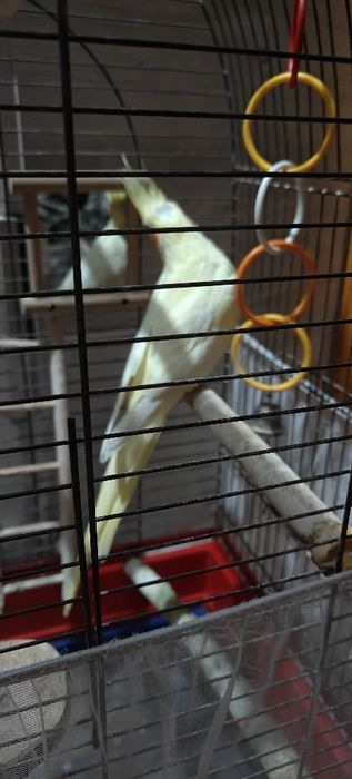 Пташка дівчинка .