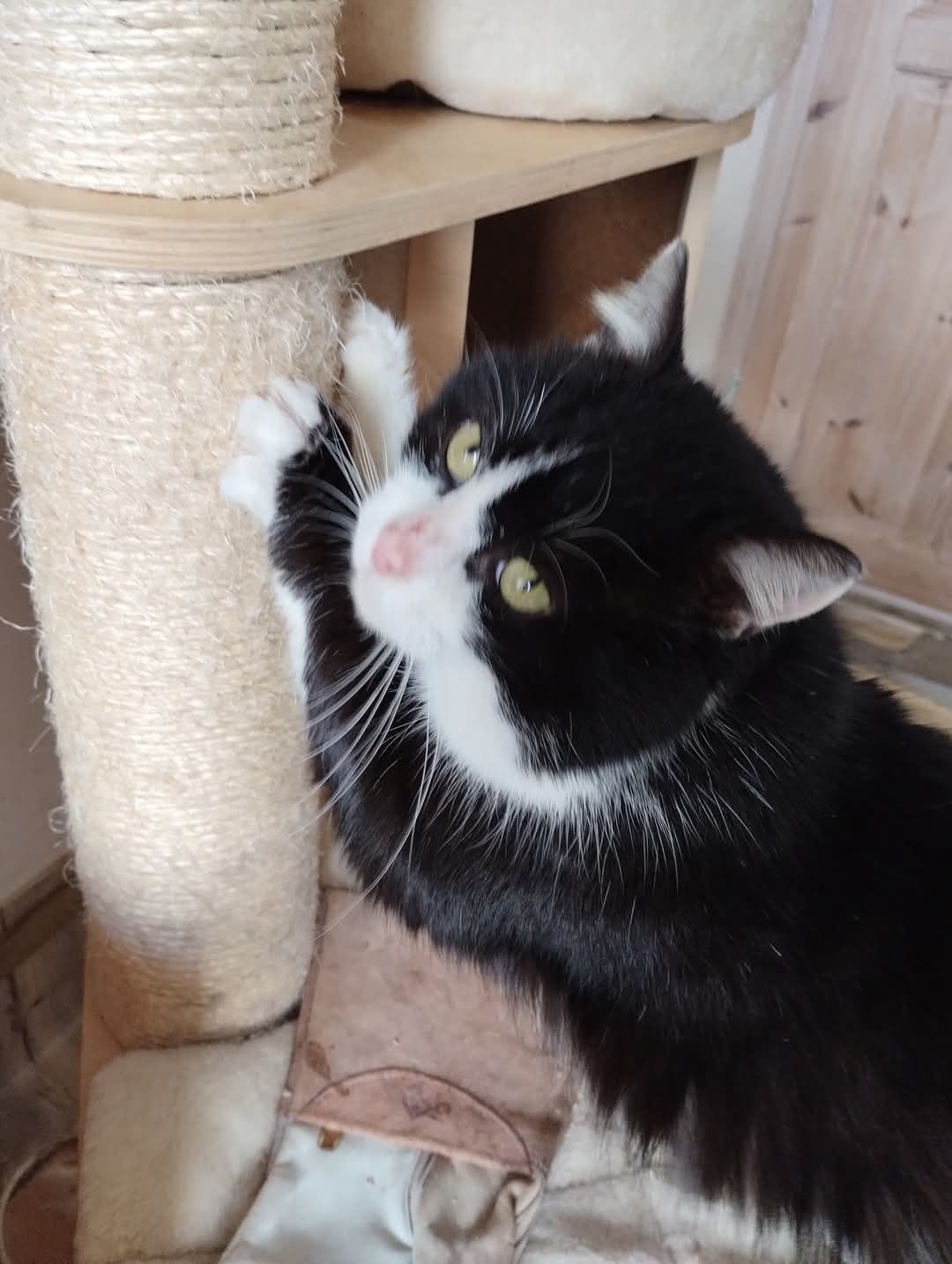 Mruczek cudowny misiak kot do adopcji