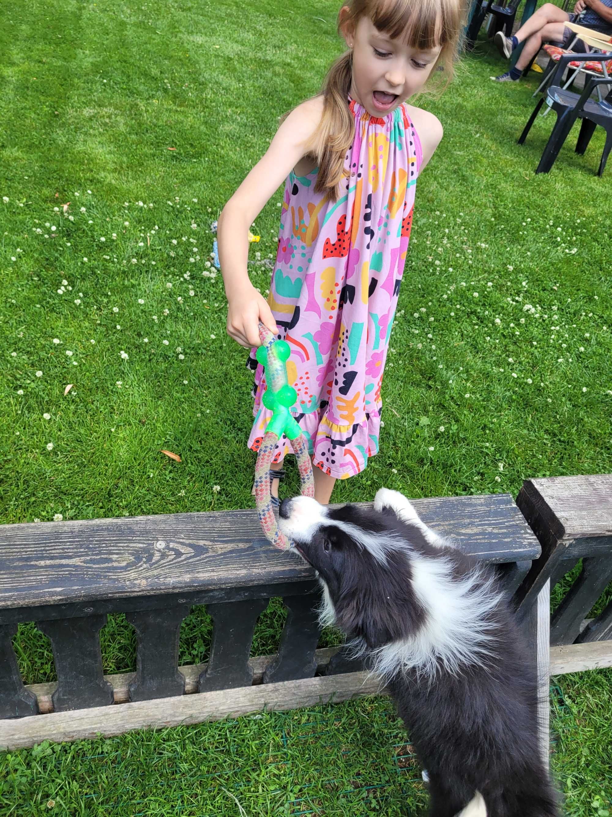 Border collie  z metryka Fci