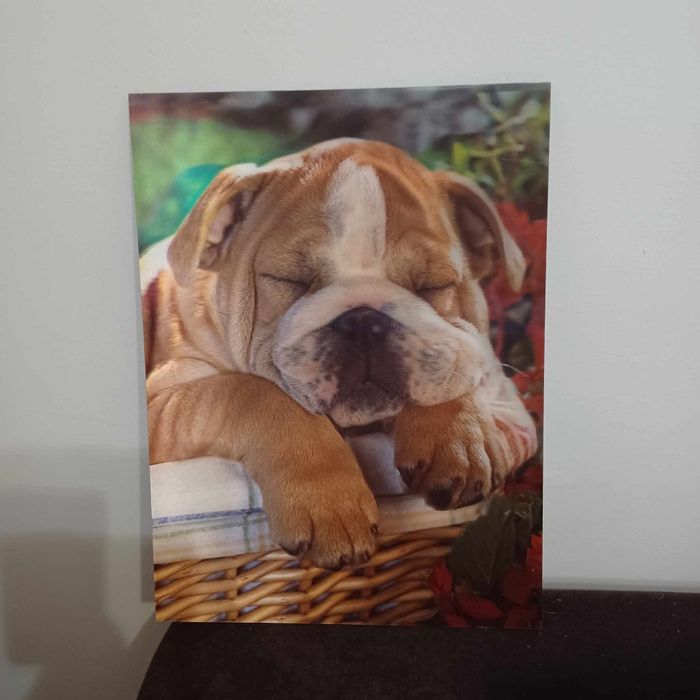 Obraz psa z efektem 3D