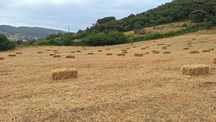 Fardos de palha 2025