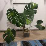 Monstera Green on Green GOG cała roslina