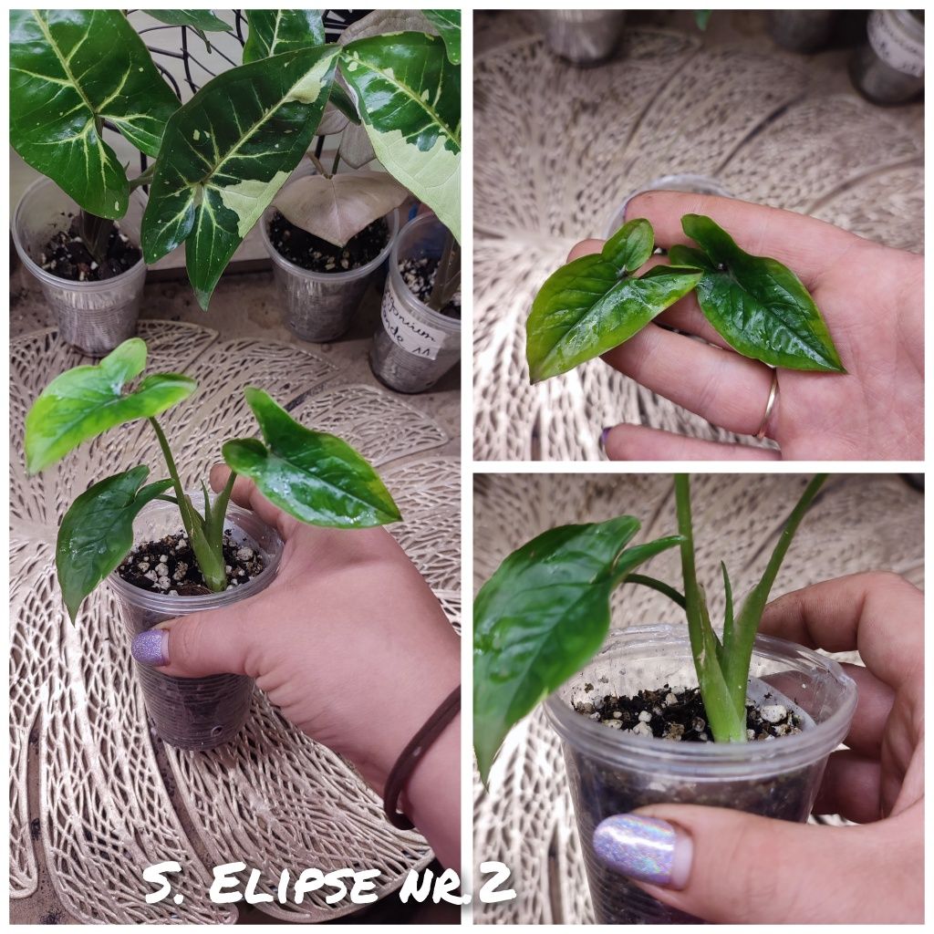 Syngonium Elipse