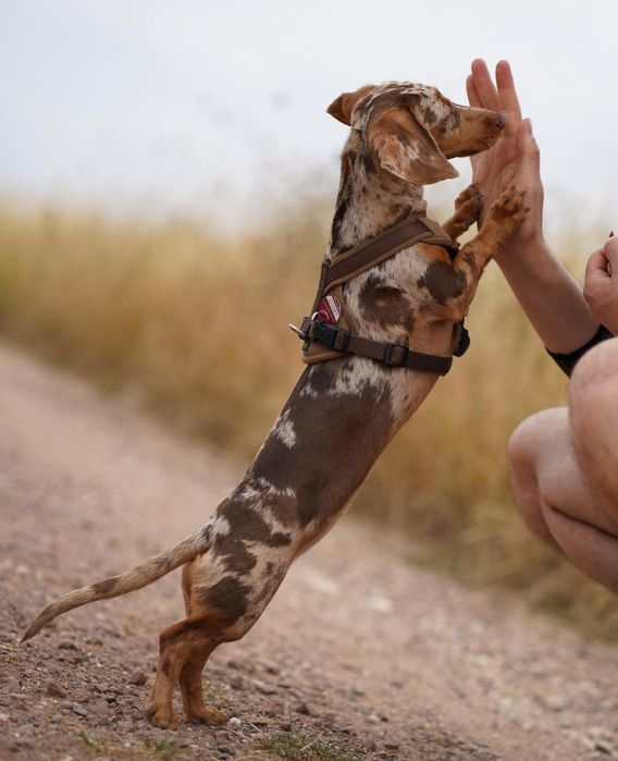 Шоколадно- мраморна дівчинка