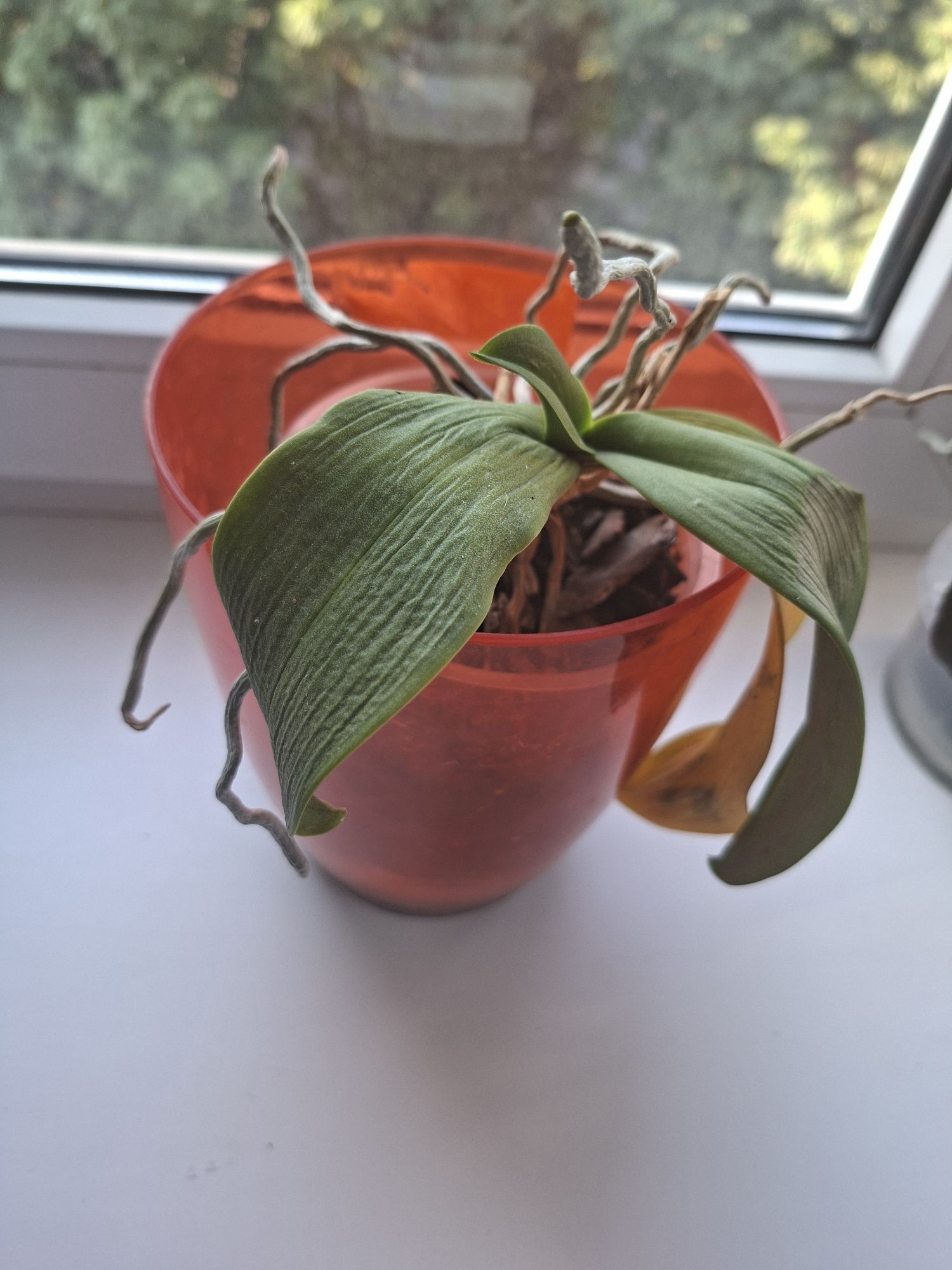 Продам 3 сортові орхідеї