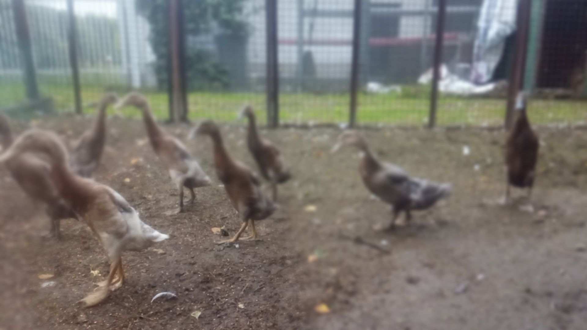 Kaczki biegusy .