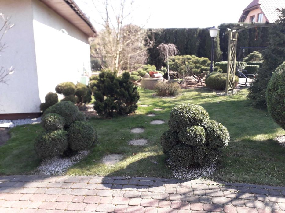 sprzątanie usuwanie rozdrabnianie gałęzi z działek rębakiem Łódź