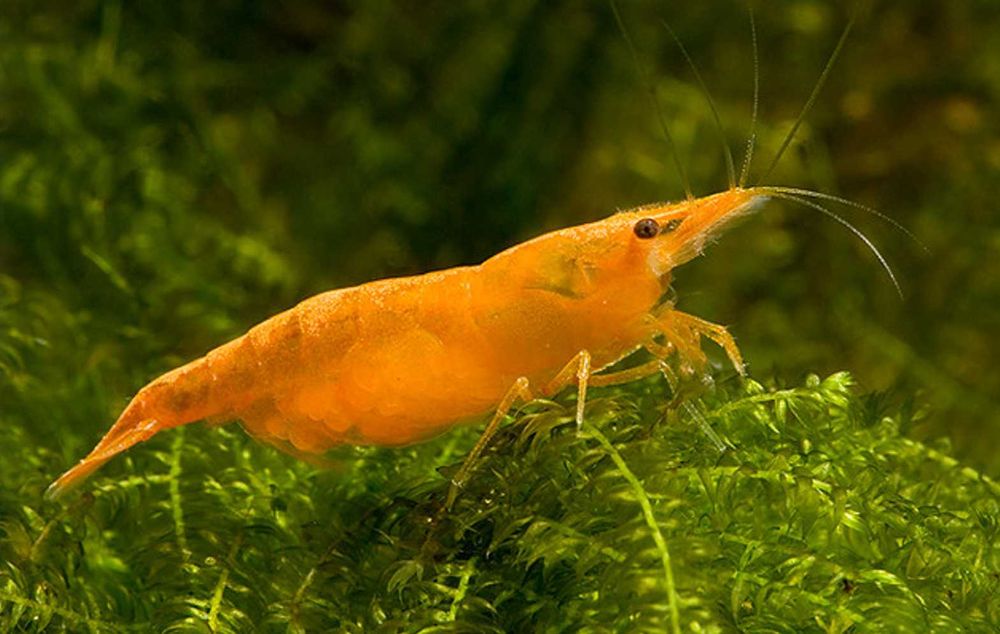 Krewetka SAKURA ORANGE - Neocaridina - Caridina - dowóz, wysyłka