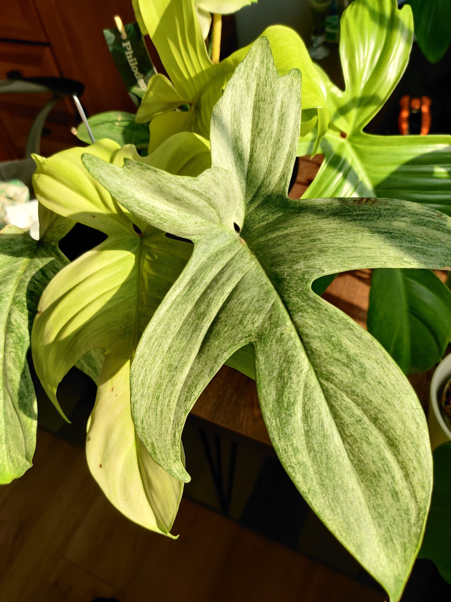 Philodendron Florida ghost