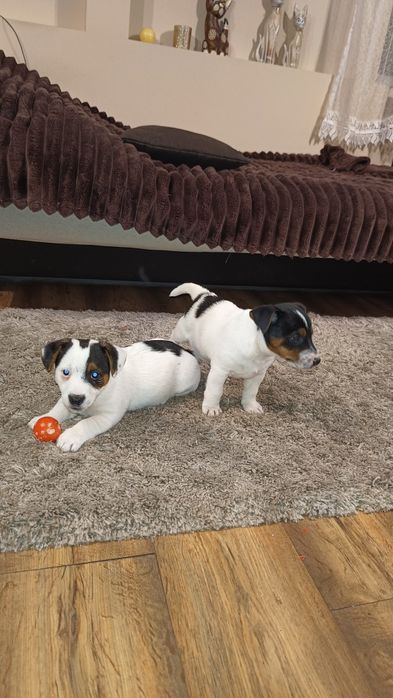 Jack Russell terrier Piesek