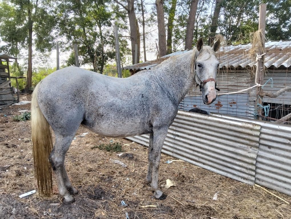 Vendo égua cheia