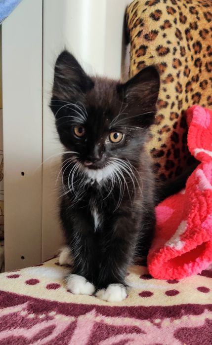 Віддам кошеня в добрі руки