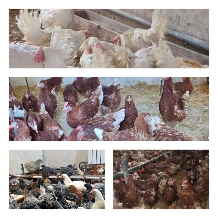 Продам кури несушки! Доставка безкоштовна. Шпола!