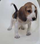 Beagle tricolor macho
