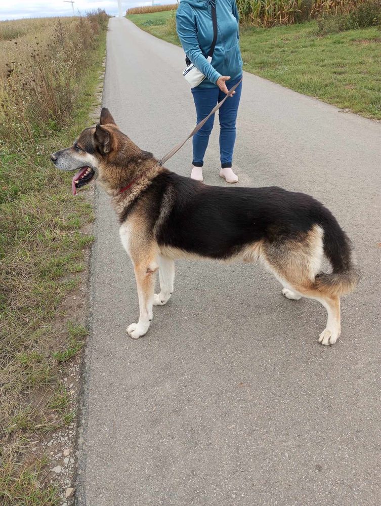 Kto pokocha cudownego Hugo?