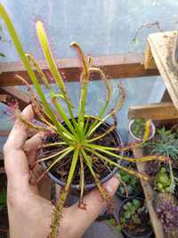 Plantas carnívoras Drosera