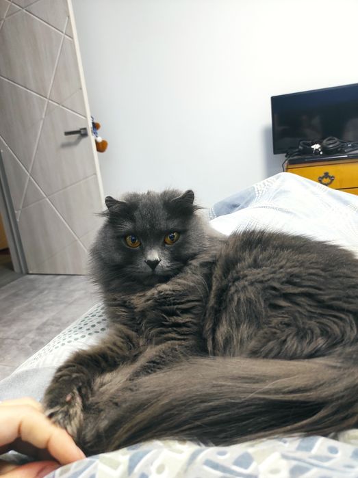 Чудова кішка шукає дім