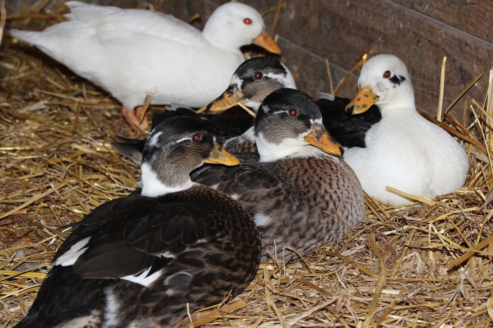 Kaczuszki i  Kaczory Call Duck