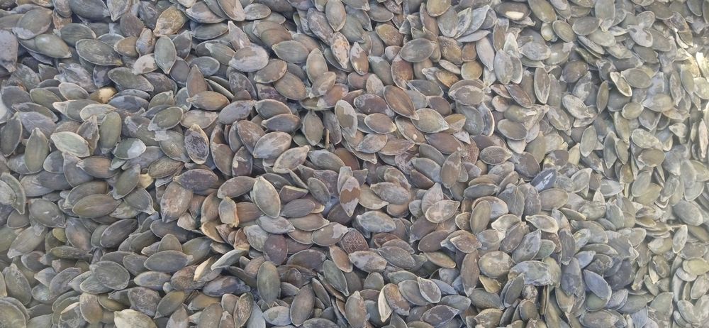 Продам гарбузове насіння